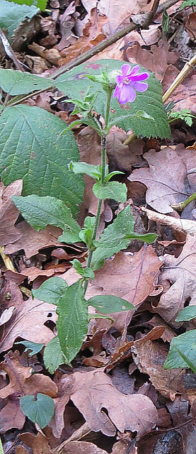 Red Campion in Flower